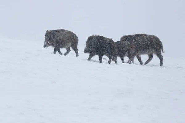 Wild boar in snow during winter time — Stock Photo, Image