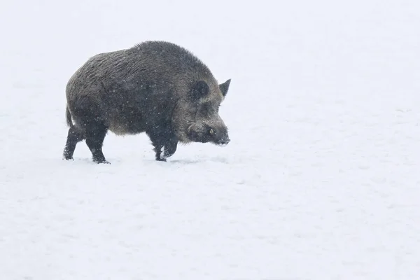 Wild boar in snow during winter time Stock Photo