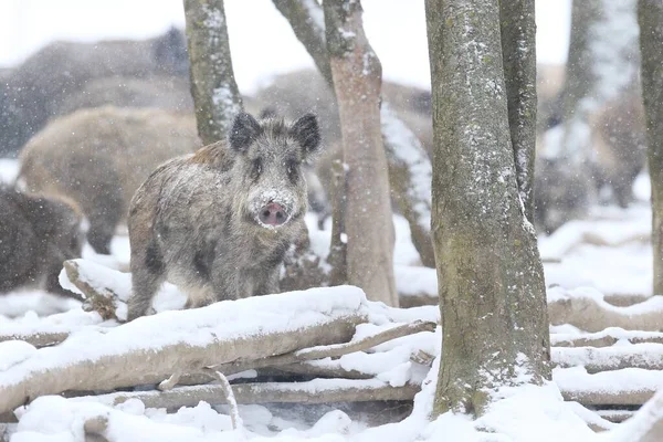 Wild boar in snow during winter time Stock Picture