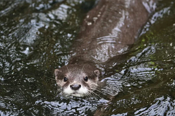 Asian Small Clawed Otter Nature Habitat Otter Zoo Lunch Time Royalty Free Stock Images