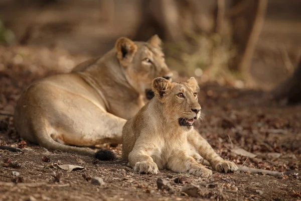 Asiatic lion — Stock Photo, Image