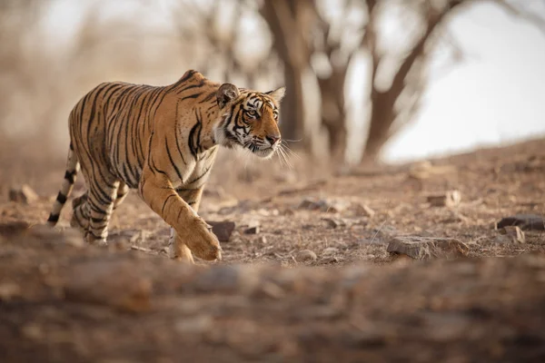 Tigre de perseguição — Fotografia de Stock