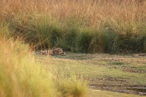 Müder Tiger — Stockfoto