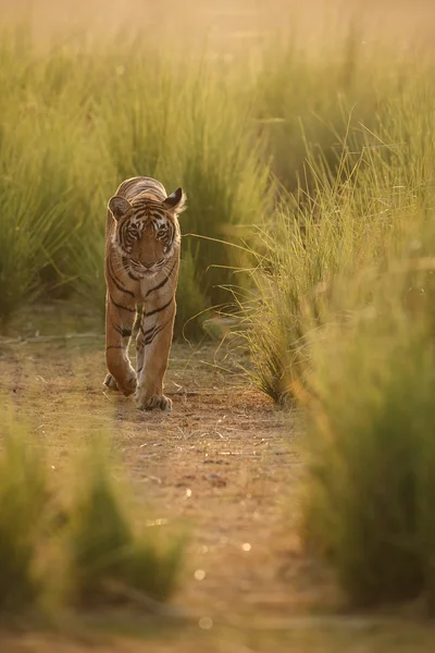 Ходячий тигр — стоковое фото