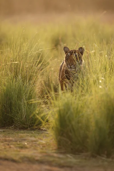 Altın tiger — Stok fotoğraf