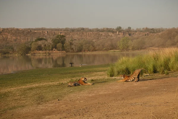 Tigres com o lago e forte — Fotografia de Stock