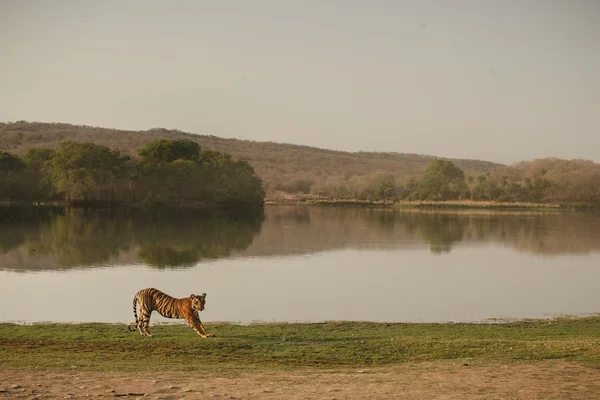 Tigre e o lago — Fotografia de Stock