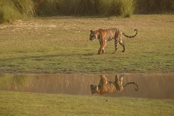 Reflexion — Stockfoto