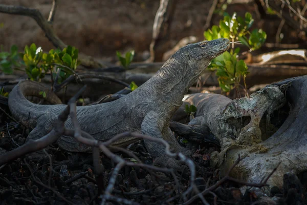 Dragon with kill — Stock Photo, Image