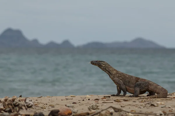 Dragon on the beach — Stock Image Dragon on the beach Royalty Free Stock Photos