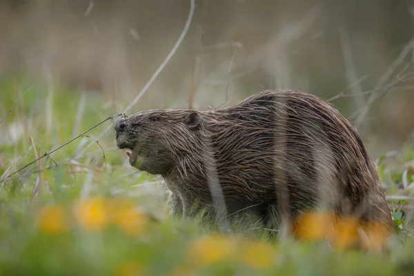 European beaver — Stock Photo, Image