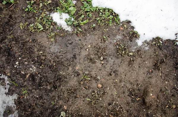 Растаял снег на поле. Грязь и снег. Песок и Сноу. Предыстория. Грунтовая текстура с ветвями и прядями . — стоковое фото