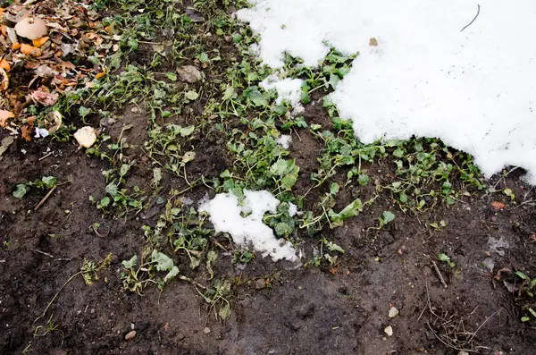 Gesmolten sneeuw op een veld grenn gras. Vuil en sneeuw. Zand en sneeuw. achtergrond. Grond textuur met tak en een takje in de lente. — Stockfoto