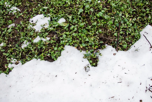 Gesmolten sneeuw op een veld grenn gras. Vuil en sneeuw. Zand en sneeuw. achtergrond. Grond textuur met tak en een takje in de lente. — Stockfoto