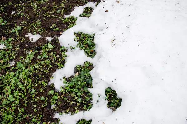 Gesmolten sneeuw op een veld grenn gras. Vuil en sneeuw. Zand en sneeuw. achtergrond. Grond textuur met tak en een takje in de lente. — Stockfoto