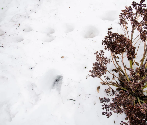 Gesmolten sneeuw met droge bush. Vuil en sneeuw. Zand en sneeuw. achtergrond. Grond textuur met tak en een takje in de lente. — Stockfoto