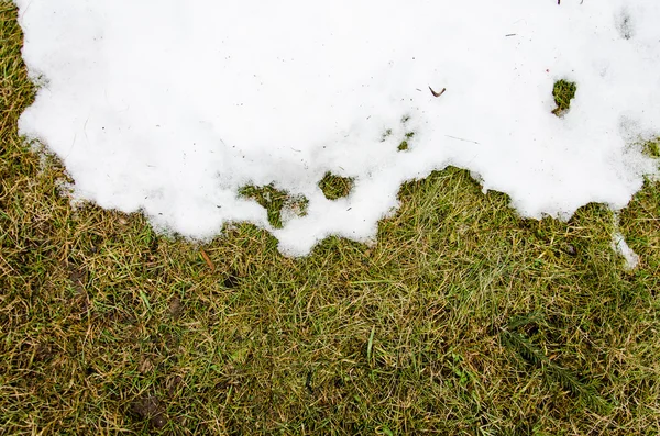 Gras in de sneeuw. verwarmd in de winter sneeuw ivyhlyadaye gras onder de sneeuw met een leeg gebied voor kopie ruimte als een symbool van vernieuwing en lente concept. Smeltende sneeuw op groene gras sluit omhoog - autoriteite — Stockfoto