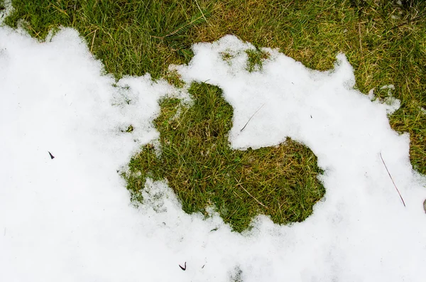 雪の中の草します。冬には温水更新と春のコンセプトのシンボルとしてコピー領域の空白領域を雪の下から ivyhlyadaye 草を雪。アップお願い致しますすぐ緑の草の上で溶ける雪 — ストック写真