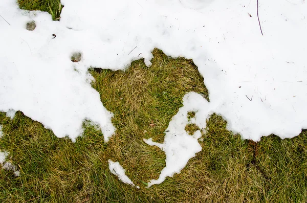 Grama na neve. aquecido no inverno neve ivyhlyadaye grama de baixo da neve com uma área em branco para espaço de cópia como um símbolo de renovação e conceito de primavera. Derretendo a neve na grama verde perto - betwee — Fotografia de Stock