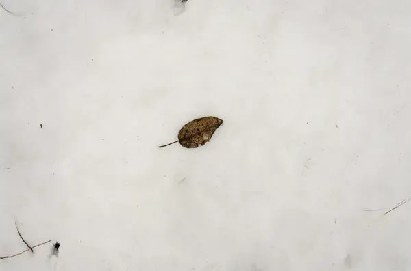 Erken kışın karda gri sarı yaprak. Tek yaprak içinde izole kar. Karda sonbahar yaprakları