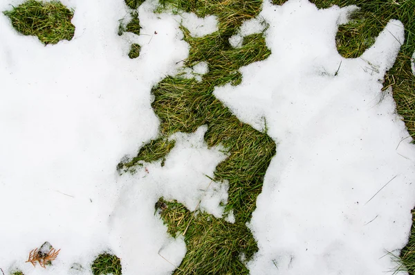 Gras in de sneeuw. verwarmd in de winter sneeuw ivyhlyadaye gras onder de sneeuw met een leeg gebied voor kopie ruimte als een symbool van vernieuwing en lente concept. Smeltende sneeuw op groene gras sluit omhoog - autoriteite — Stockfoto