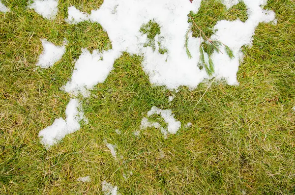 Gras in de sneeuw. verwarmd in de winter sneeuw ivyhlyadaye gras onder de sneeuw met een leeg gebied voor kopie ruimte als een symbool van vernieuwing en lente concept. Smeltende sneeuw op groene gras sluit omhoog - autoriteite — Stockfoto