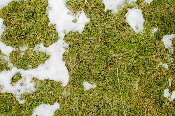 Grama na neve. aquecido no inverno neve ivyhlyadaye grama de baixo da neve com uma área em branco para espaço de cópia como um símbolo de renovação e conceito de primavera. Derretendo a neve na grama verde perto - betwee — Fotografia de Stock