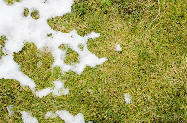 Grama na neve. aquecido no inverno neve ivyhlyadaye grama de baixo da neve com uma área em branco para espaço de cópia como um símbolo de renovação e conceito de primavera. Derretendo a neve na grama verde perto - betwee — Fotografia de Stock