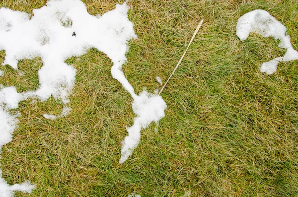 Gras in de sneeuw. verwarmd in de winter sneeuw ivyhlyadaye gras onder de sneeuw met een leeg gebied voor kopie ruimte als een symbool van vernieuwing en lente concept. Smeltende sneeuw op groene gras sluit omhoog - autoriteite — Stockfoto