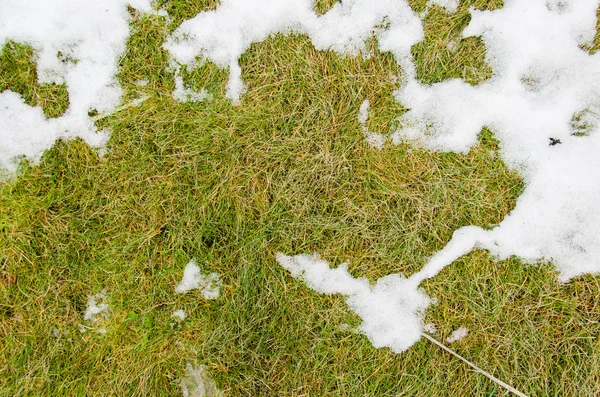 Grama na neve. aquecido no inverno neve ivyhlyadaye grama de baixo da neve com uma área em branco para espaço de cópia como um símbolo de renovação e conceito de primavera. Derretendo a neve na grama verde perto - betwee — Fotografia de Stock