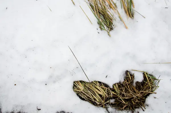Inverno nevado noite cattail. Dry Typha Latifolia flores, também chamado Cattails, na neve perto do dia congelado coberto pela neve no inverno. Cattail coberto de neve branca com a floresta em ba — Fotografia de Stock