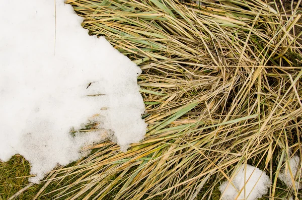 Snowy winter avond Lisdodde. Droge Typha Latifolia bloemen, ook wel Cattails, in de sneeuw dicht bij de bevroren dag gedekt door de sneeuw in de winter. Lisdodde bedekt met witte sneeuw met het bos op ba — Stockfoto