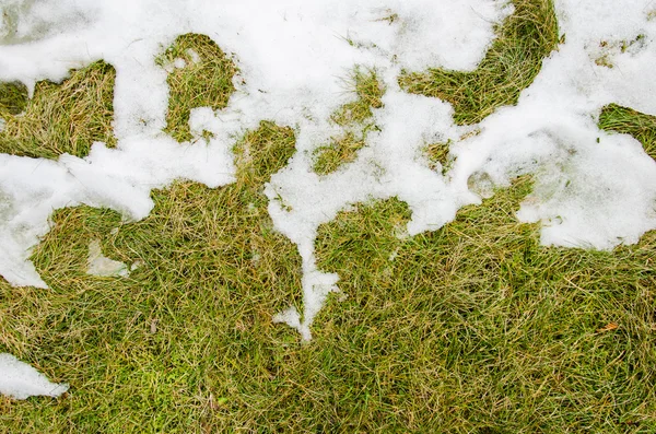 Grama na neve. aquecido no inverno neve ivyhlyadaye grama de baixo da neve com uma área em branco para espaço de cópia como um símbolo de renovação e conceito de primavera. Derretendo neve na grama verde perto  - — Fotografia de Stock