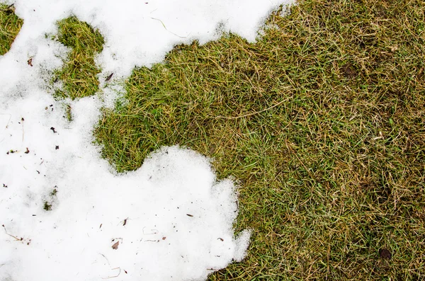 Grama na neve. aquecido no inverno neve ivyhlyadaye grama de baixo da neve com uma área em branco para espaço de cópia como um símbolo de renovação e conceito de primavera. Derretendo neve na grama verde perto  - — Fotografia de Stock