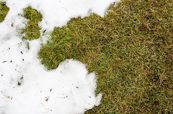 Grama na neve. aquecido no inverno neve ivyhlyadaye grama de baixo da neve com uma área em branco para espaço de cópia como um símbolo de renovação e conceito de primavera. Derretendo neve na grama verde perto  - — Fotografia de Stock