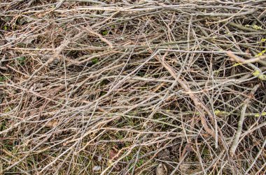 kahverengi ağacı dalı. Kuru dal. Ölü dallar. büyük ağaç, Doğa arka plan ağaç dalı. Kuru zeminde ağaç dal. yere bahçede meyve ağaçları dallarını kesmek