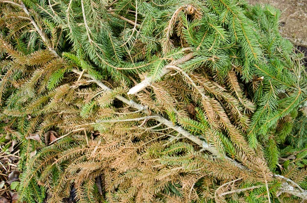 çam dalları yerde. Yeşil yemyeşil çam dalı. Köknar dalı. Köknar ağacı. Fir Noel ağacı dalı yağmur ile yakın kadar bırakır. Köknar ağacı dalı arka plan yakın çekim