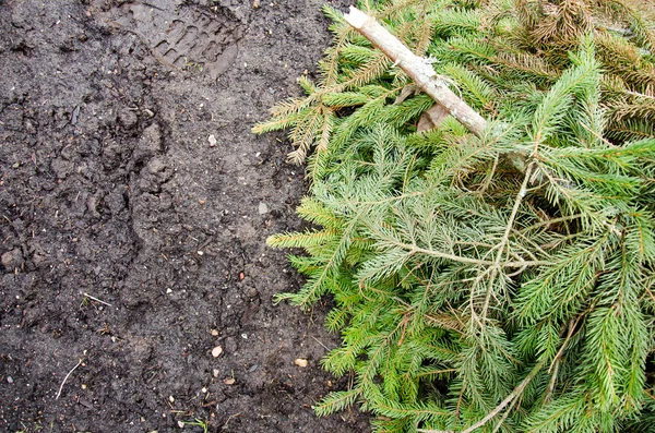 çam dalları yerde. Yeşil yemyeşil çam dalı. Köknar dalı. Köknar ağacı. Fir Noel ağacı dalı yağmur ile yakın kadar bırakır. Köknar ağacı dalı arka plan yakın çekim