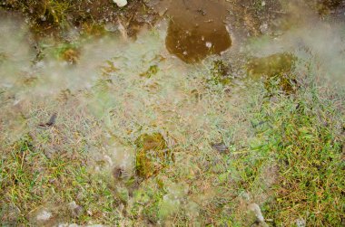çimenli bahçede çim veya su birikintileri reflectios ile yeşil alanda ile park. Buzlu bir su birikintisi içinde donmuş bitki. Garip endemik flora ve siste kaybettim taşlarından yapılmış yolu ile pembe kaya birikintisi