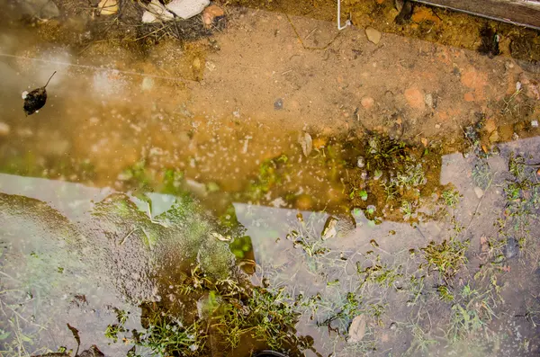 çimenli bahçede çim veya su birikintileri reflectios ile yeşil alanda ile park. Buzlu bir su birikintisi içinde donmuş bitki. Garip endemik flora ve siste kaybettim taşlarından yapılmış yolu ile pembe kaya birikintisi