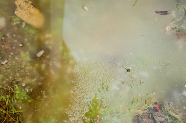 çimenli bahçede çim veya su birikintileri reflectios ile yeşil alanda ile park. Buzlu bir su birikintisi içinde donmuş bitki. Garip endemik flora ve siste kaybettim taşlarından yapılmış yolu ile pembe kaya birikintisi