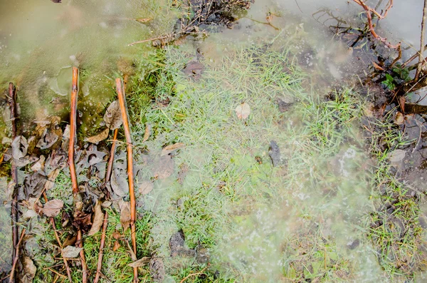 çimenli bahçede çim veya su birikintileri reflectios ile yeşil alanda ile park. Buzlu bir su birikintisi içinde donmuş bitki. Garip endemik flora ve siste kaybettim taşlarından yapılmış yolu ile pembe kaya birikintisi