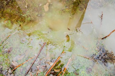 çimenli bahçede çim veya park yeşil alan yansımaları ile göletlerde ile. Buzlu bir su birikintisi içinde donmuş bitki. Garip endemik flora ve siste kaybettim taşlarından yapılmış yolu ile pembe kaya birikintisi