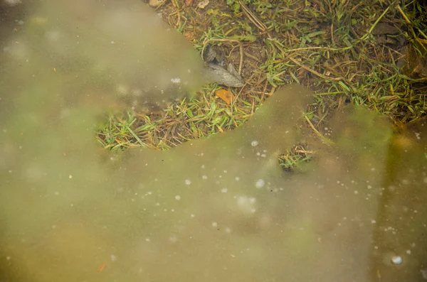 Césped patio cubierto de hierba o parque con charcos en el campo verde con reflejos. Planta congelada en un charco con hielo. Puddle en roca rosa con extraña flora endémica y camino hecho de piedras perdidas en la niebla —  Fotos de Stock