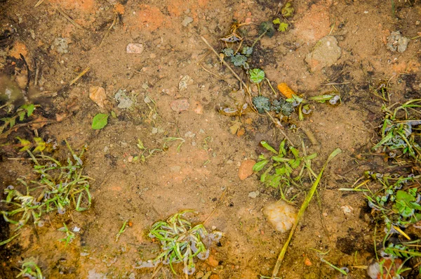 Rumput halaman rumput atau taman dengan genangan air di lapangan hijau dengan refleksi. Tanaman beku di genangan es. Puddle in pink rock with weird endemic flora and pathway made of stones lost in fog — Stok Foto