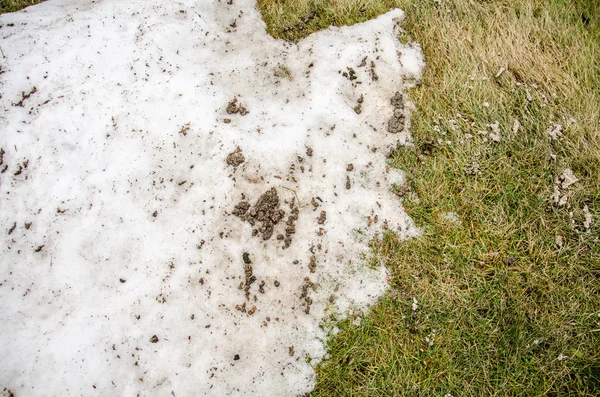 Gras sneeuw. verwarmd in de winter ivyhlyadaye uit onder de met lege ruimte voor kopie ruimte als een symbool van vernieuwing en concept. — Stockfoto