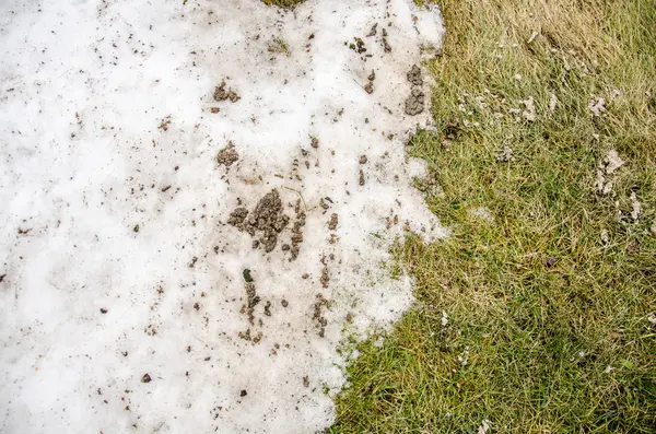 Neve de grama. aquecido no inverno ivyhlyadaye de baixo do com área em branco para espaço de cópia como um símbolo de renovação e conceito . — Fotografia de Stock