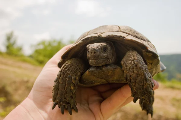 Amfibische Turtle — Stockfoto