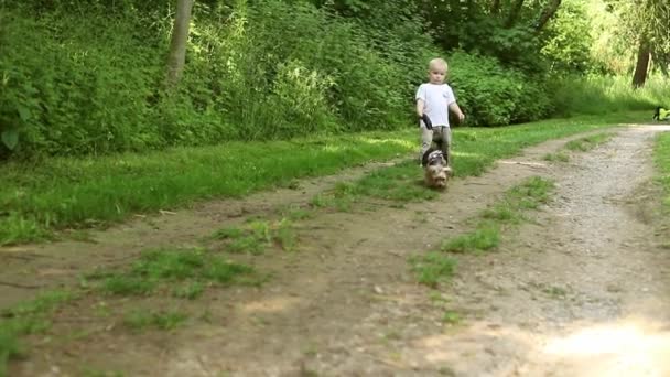 Chlapec se psem v přírodě. malý chlapec kráčí s roztomilým Yorkshire teriér pes v parku — Stock video