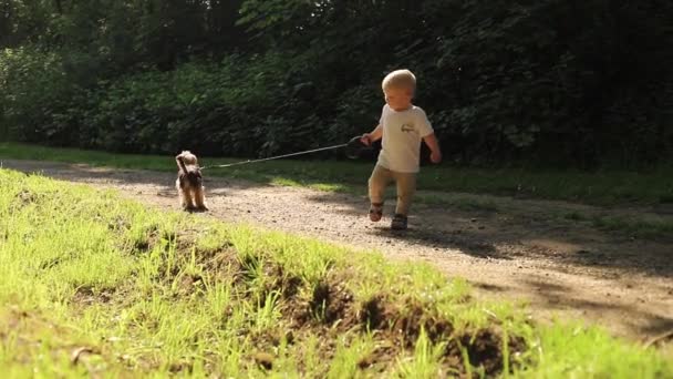 Un chico con un perro en la naturaleza. pequeño niño caminando con un lindo Yorkshire terrier perro en el parque — Vídeo de stock